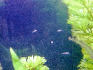 稚魚その1