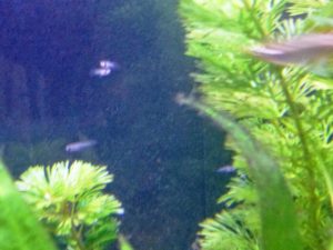 稚魚その3