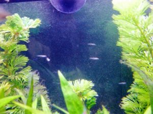 稚魚その4